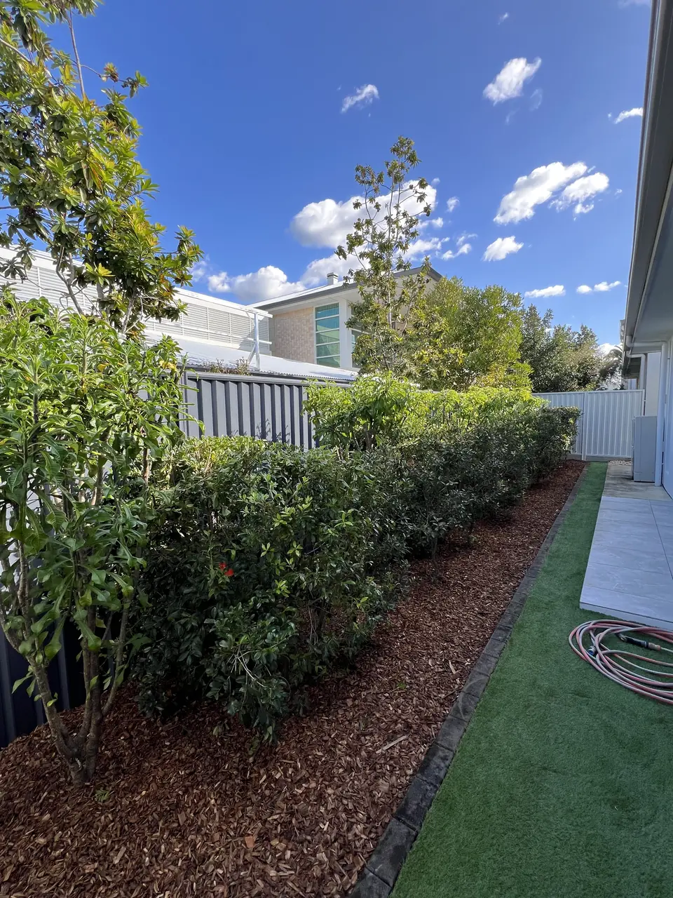 After: the same hedge trimmed square with fresh mulch along the bed