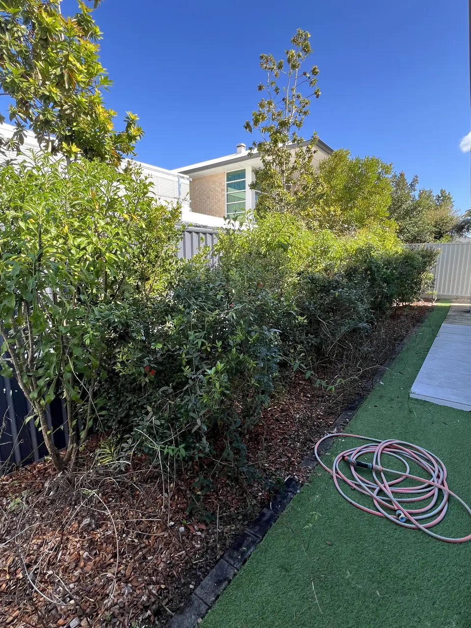 Before: overgrown hedge spilling over the garden bed and lawn edge