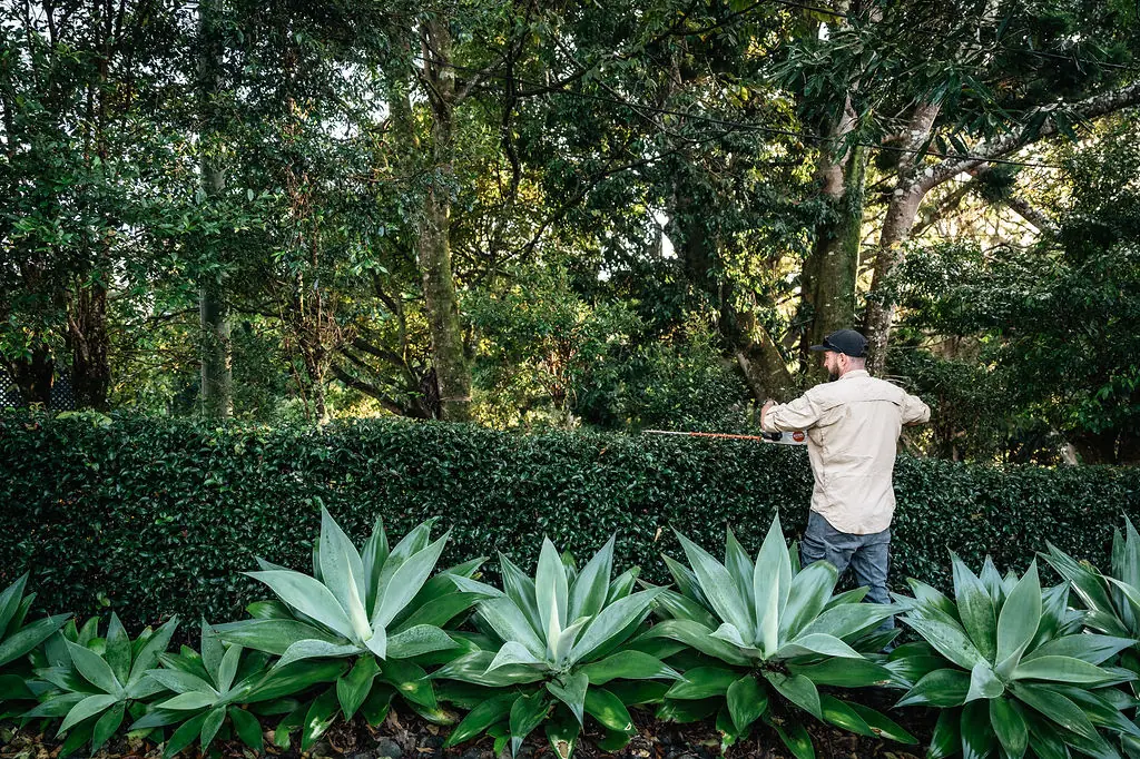 Trimming a long hedge with a pole trimmer above a row of agaves