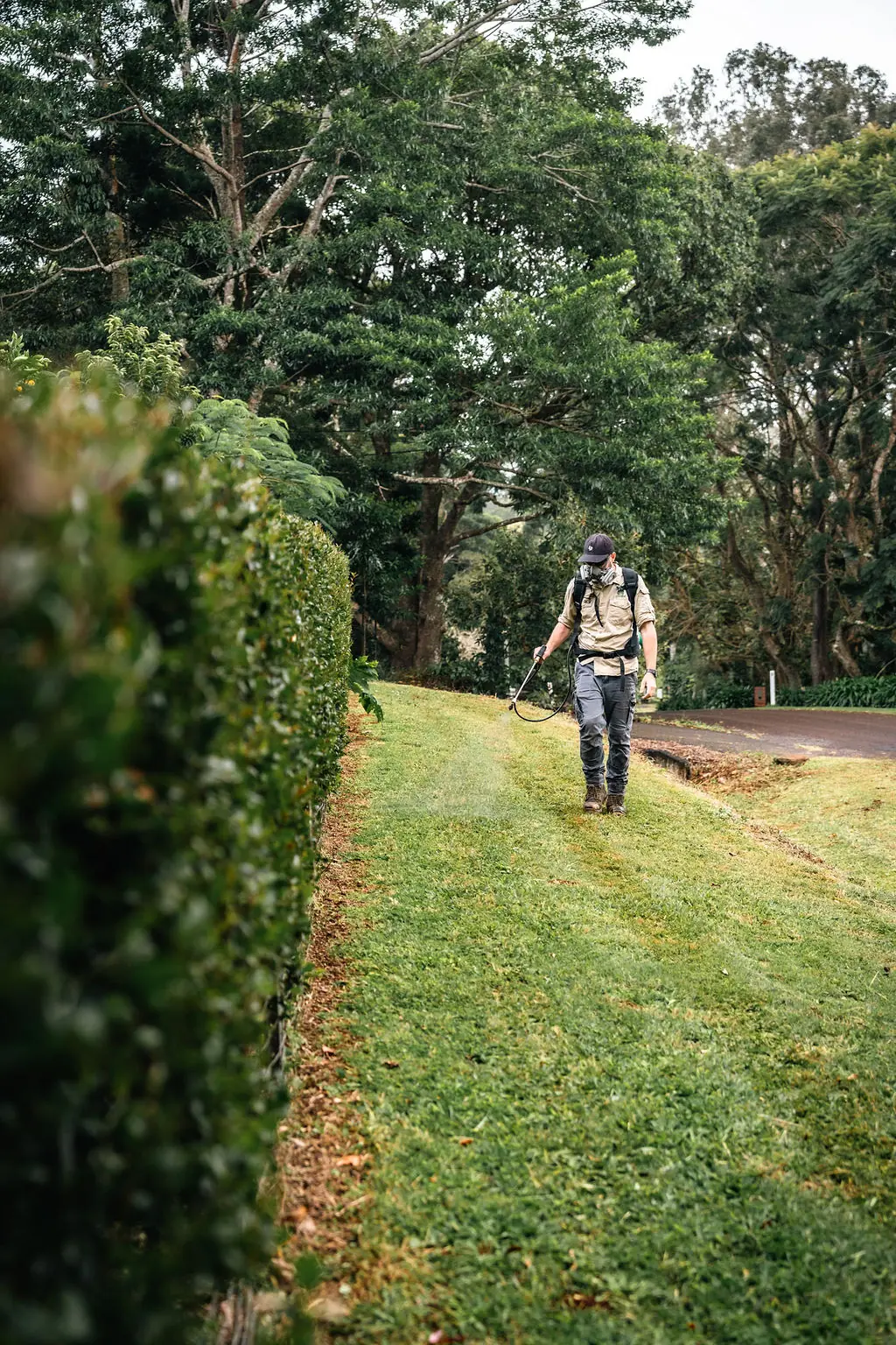 Team member with a backpack sprayer walking a mown grass strip beside a hedge
